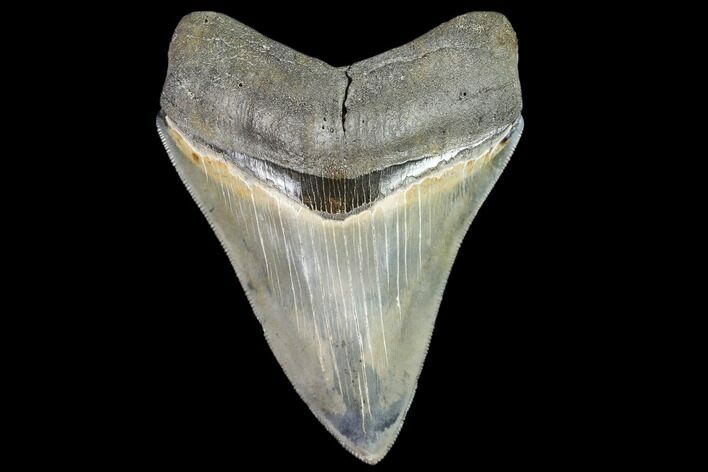 Serrated, Fossil Megalodon Tooth - Georgia #104980